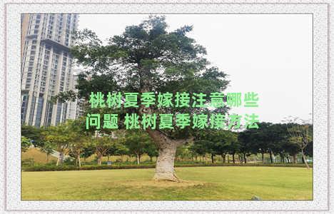 桃树夏季嫁接注意哪些问题 桃树夏季嫁接方法